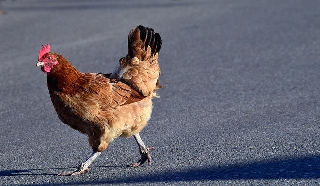 Spelers Ontdekken de Geheimen van de Legendarische Chicken Road Casino Gokspel, chicken road gokspel